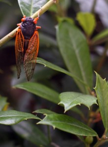 Brood XIX Cicada | abbyolena.com