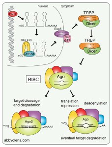 microRNA Biogenesis and Function. Illustration by Abby Olena